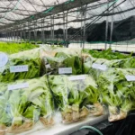 世菜源【魚菜共生無毒生菜箱1kg】